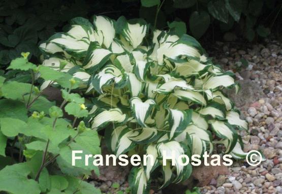 Hosta White Christmas